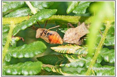 Coreus marginatus