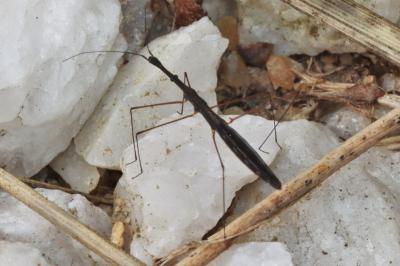 Hydrometra stagnorum