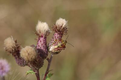 Carpocoris purpureipennis