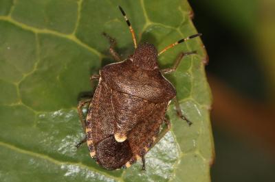Peribalus strictus vernalis