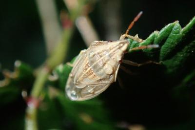 Aelia acuminata