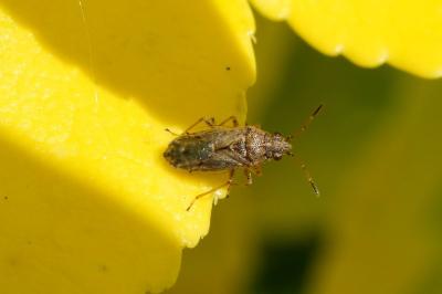 Liorhyssus hyalinus