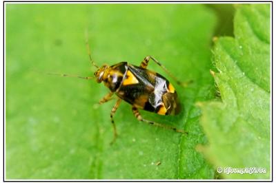 Liocoris tripustulatus