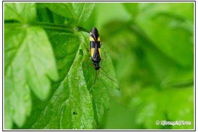 Dryophilocoris flavoquadrimaculatus