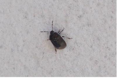 Adomerus maculipes