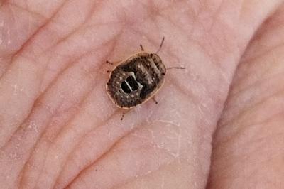 Sciocoris homalonotus