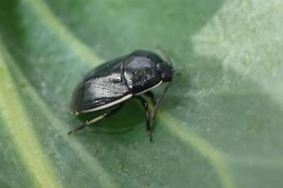 Adomerus maculipes