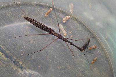 Hydrometra stagnorum