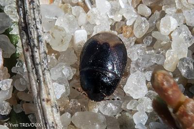 Byrsinus flavicornis