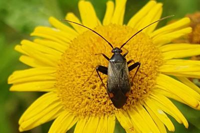 Adelphocoris seticornis