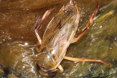 Corixa punctata