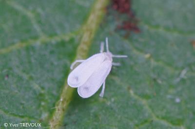 Aleyrodes proletella