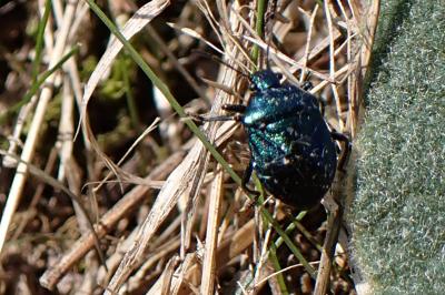 Zicrona caerulea