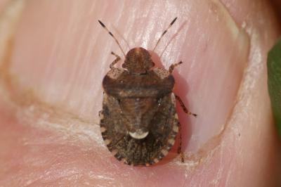 Dyroderes umbraculatus
