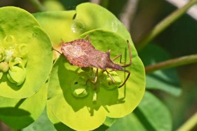 Haploprocta sulcicornis