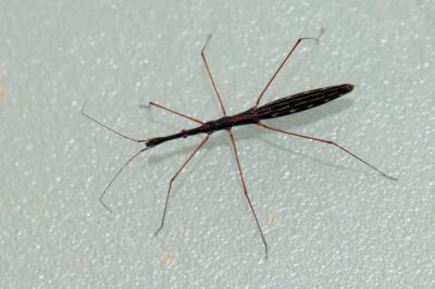 Hydrometra stagnorum
