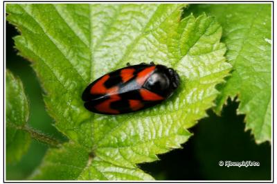 Cercopis vulnerata
