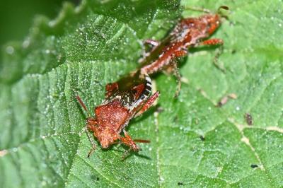 Rhopalus subrufus