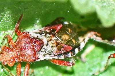 Rhopalus subrufus