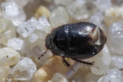 Byrsinus flavicornis