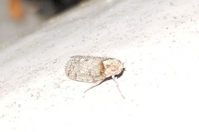 Tachycixius pilosus