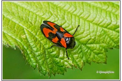 Cercopis vulnerata