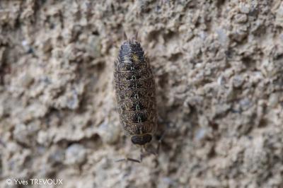 Acaeroplastes melanurus