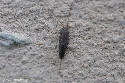 Ctenolepisma lineata