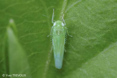 Empoasca vitis