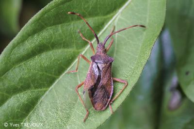 Gonocerus acuteangulatus