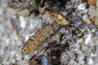Orchesella villosa