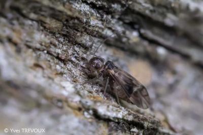Peripsocus milleri