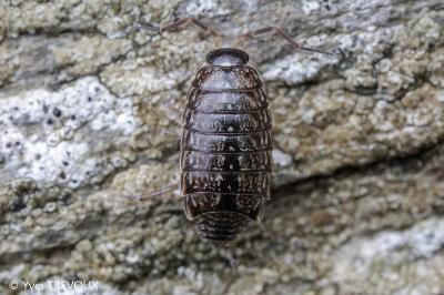 Philoscia muscorum