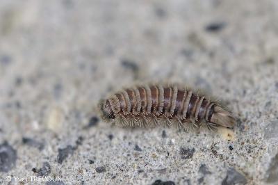 Polyxenus lagurus
