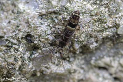 Orchesella cincta
