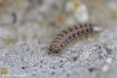 Polyxenus lagurus