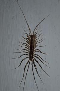 Scutigera coleoptrata