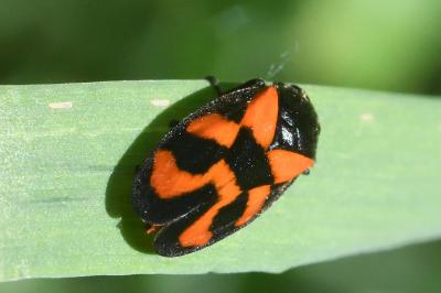 Cercopis vulnerata