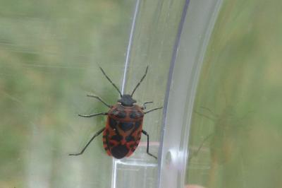 Eurydema ventralis