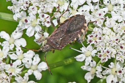 Ceraleptus gracilicornis