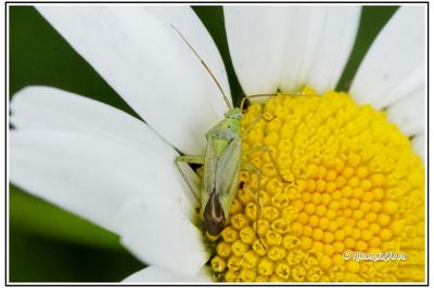 Closterotomus norwegicus