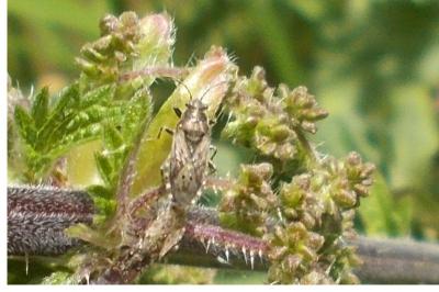 Heterogaster urticae
