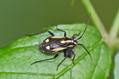 Capsodes sulcatus
