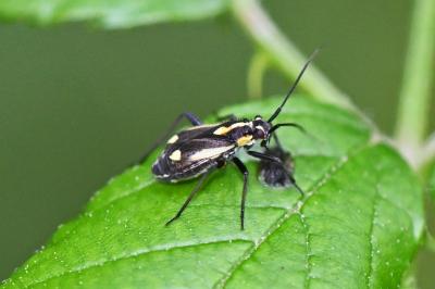 Capsodes sulcatus
