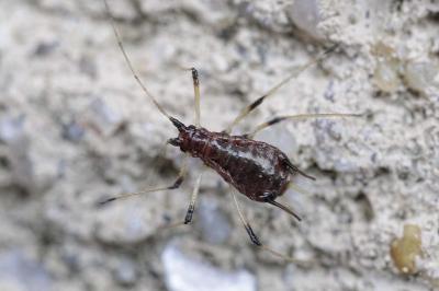 Macrosiphum rosae