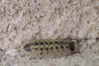 Porcellio spinicornis