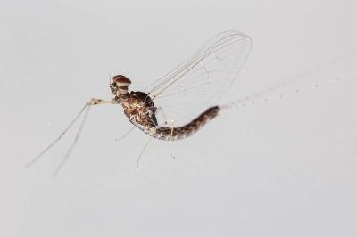 Cloeon dipterum