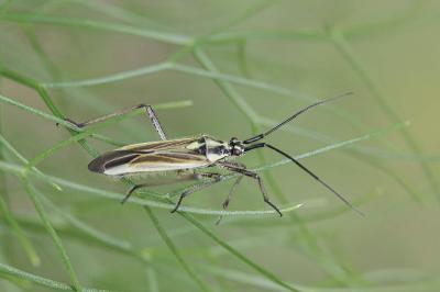 Leptopterna dolabrata