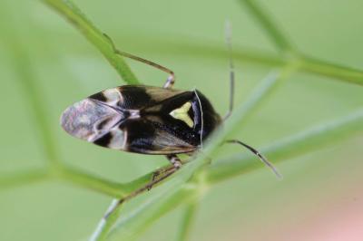 Orthops basalis
