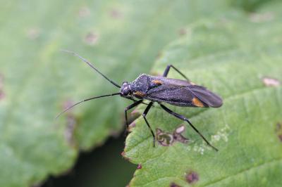 Capsodes flavomarginatus